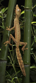 gecko